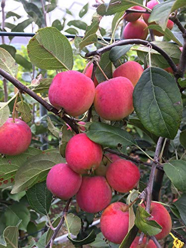 Apfelbaum Sibirische Renette