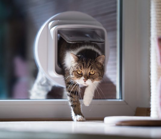 Katzenklappen gibt es in verschiedenen Ausführungen. Sogar Modelle mit Infrarot oder Chiperkennung sind zu haben.