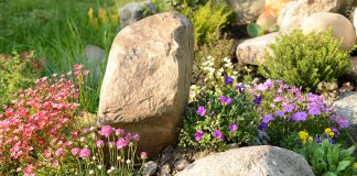 In ihrem natürlichem Umfeld tanken die Alpinpflanzen viel Sonne. Wählen Sie daher eine Südhang für Ihren Steingarten.