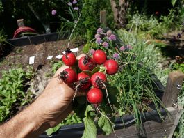 Die Arbeit geht beim Hochbeet nicht nur leichter von der Hand, sondern schont auch den Rücken.