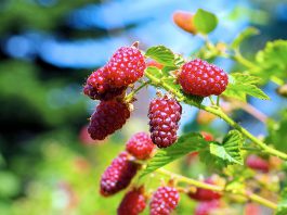 Bei Beeren handelt es sich um ein regelrechtes Super-Food. Damit die Sträucher im Naschgarten auch prächtig gedeihen sollten Sie ein paar Dinge beachten.