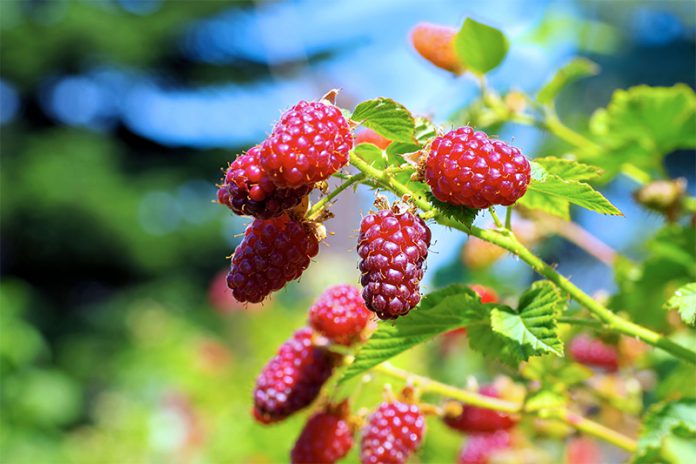 Bei Beeren handelt es sich um ein regelrechtes Super-Food. Damit die Sträucher im Naschgarten auch prächtig gedeihen sollten Sie ein paar Dinge beachten.
