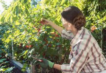 Dass die Beeren in Nachbars Garten so prächtig gedeihen, könnte am regelmäßigen Strauchschnitt liegen.