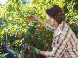 Sträucher schneiden: Für eine gute Ernte in Ihrem Naschgarten Dass die Beeren in Nachbars Garten so prächtig gedeihen, könnte am regelmäßigen Strauchschnitt liegen.