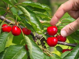 Süß, lecker und gesund: Ungespritzte Früchte der Obstbäume aus dem eigenen Garten sind ein Hochgenuss.