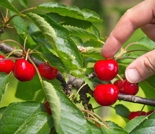 Süß, lecker und gesund: Ungespritzte Früchte der Obstbäume aus dem eigenen Garten sind ein Hochgenuss.