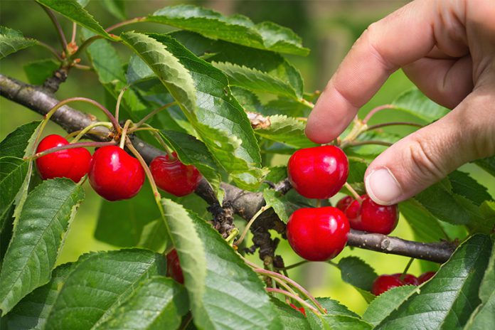 Süß, lecker und gesund: Ungespritzte Früchte der Obstbäume aus dem eigenen Garten sind ein Hochgenuss.