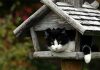 Das Vogelhaus sollte für Katzen nur schwer erreichbar sein. Achten Sie auch darauf, dass die Vögel den Platz rund um das Vogelhaus gut einsehen können.
