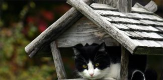 Das Vogelhaus sollte für Katzen nur schwer erreichbar sein. Achten Sie auch darauf, dass die Vögel den Platz rund um das Vogelhaus gut einsehen können.
