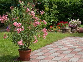 Pflanzen überwintern: Damit Sie auch im nächsten Sommer wieder Freude an Ihren Kübelpflanzen haben, sollten Sie beim Überwintern ein paar Dinge beachten.