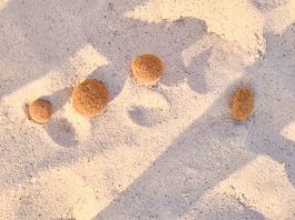 Neptunbälle sind das Ausgangsmaterial für den Öko-Dämmstoff.