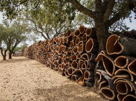 Sie ist die Grundlage der Kork-Dämmung: Die Rinde der Korkeiche.