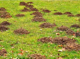 Was viele nicht wissen: Der Maulwurf ist ein Nutztier. Er frisst Schädlinge und vertreibt Wühlmäuse.