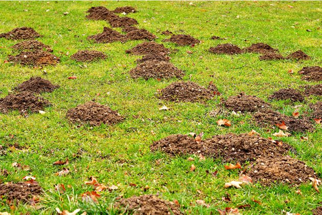 Maulwurf im Garten So vertreiben Sie ihn mit Hausmittel