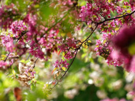 Gartenbäume: Diese Baumarten sind besonders beliebt Kirschbaum, Baum