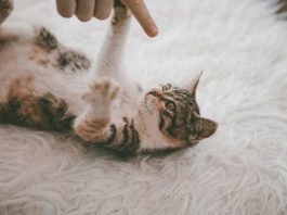 Teppich, Katze auf Teppich