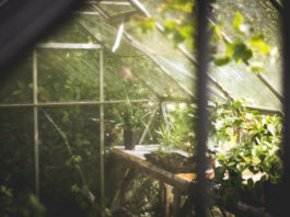 Gewächshaus im Garten: Die Vor- und Nachteile im Überblick Gewächshaus
