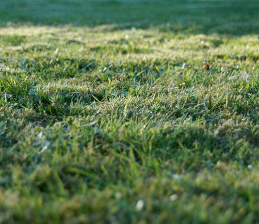 Grundstück, Baugrund, Wiese