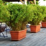 Bambus in Pflanzenkübeln als Sichtschutz