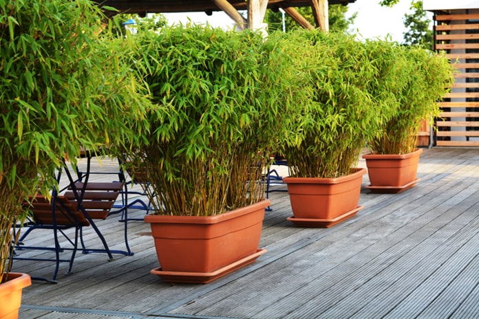 Bambus in Pflanzenkübeln als Sichtschutz