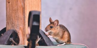 Maus