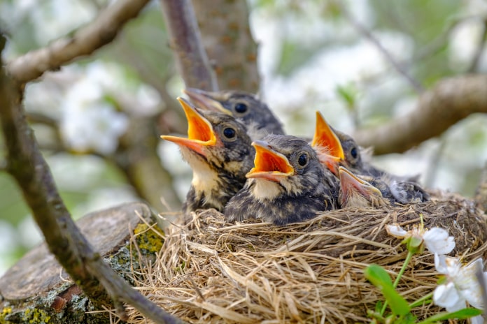 Babyvögel im Nest